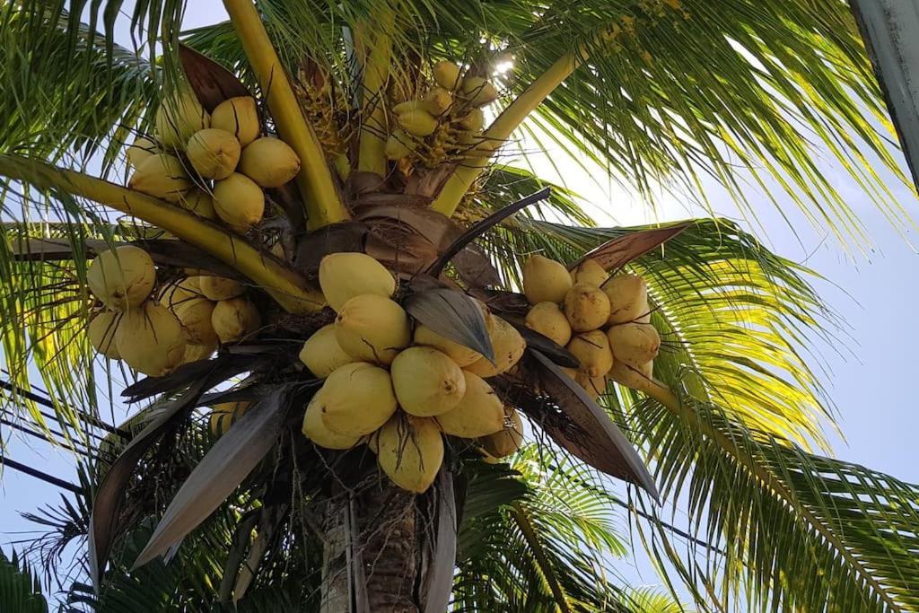 Palm